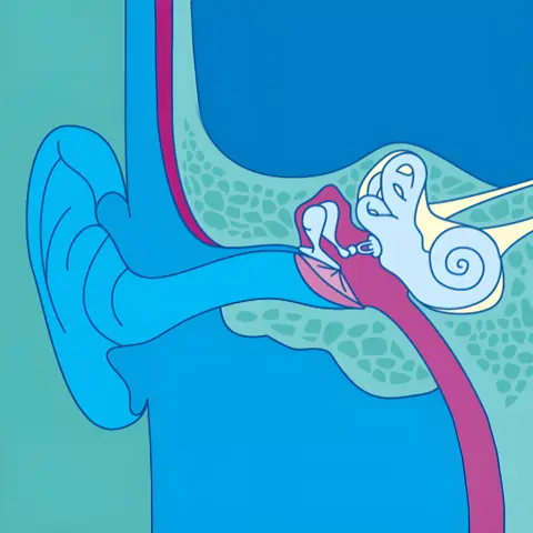 BGHW – Das Gehör